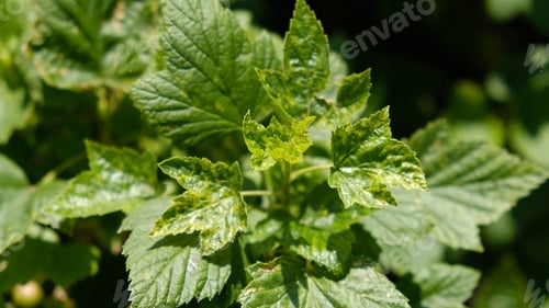 Preview: Currant leaves damaged by fungal diseases or insect pests.