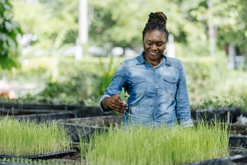 Preview: Black female african american work in nursery, carefully arranging young rice plants in trays.