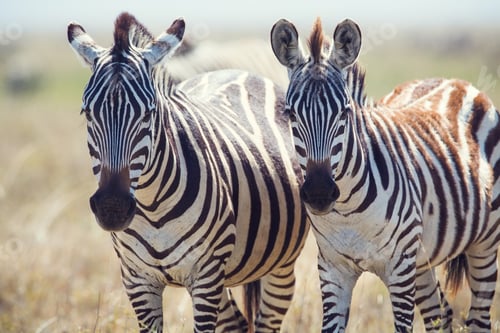 Preview: Two zebras in Serengeti Tanzania