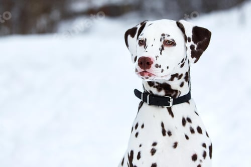 Preview: dalmatian, dog, white background