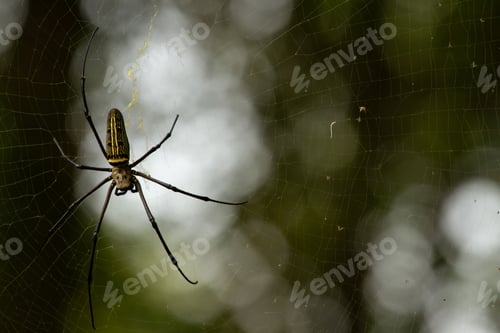 Preview: Intricate spider web with a spider perched in the center, illuminated by natural sunlight