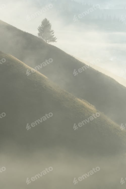 Preview: Misty Autumn Hills With Lone Tree And Copy Space
