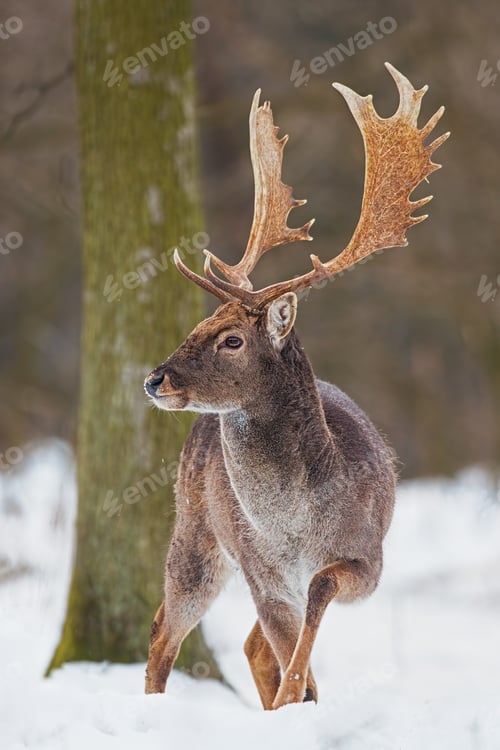 Preview: Wild Fallow deer, dama dama, male standing in snow