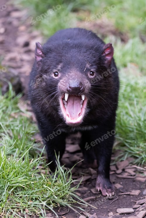 Preview: Tasmanian Devil in Tasmania Australia