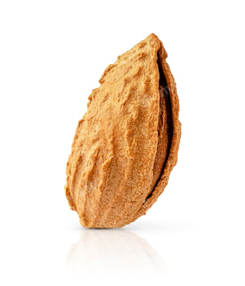 Almond nut in shell isolated with clipping path.