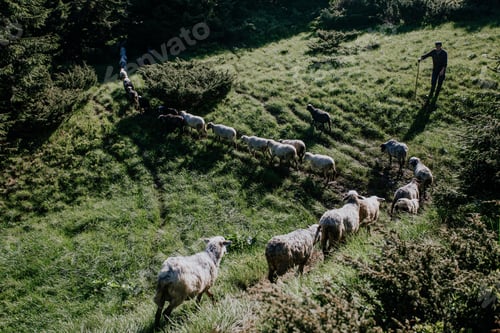 Preview: A shepherd drives sheep