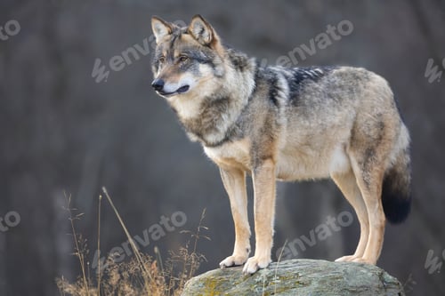 Preview: Large male grey wolf in profile looking for prey