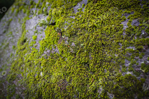 Preview: Moss growing on large rock
