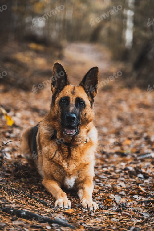 Preview: German Shepherd Dog Portrait in Autumnal Park. Bokeh Blurred Background