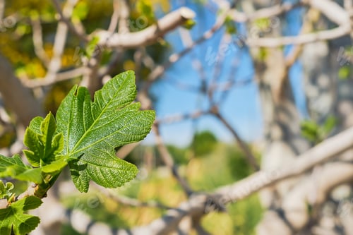 Preview: green leaf of a fig tree against a blue sky