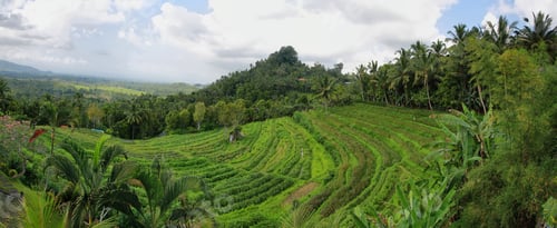 Preview: Bright green rice fields with palm trees