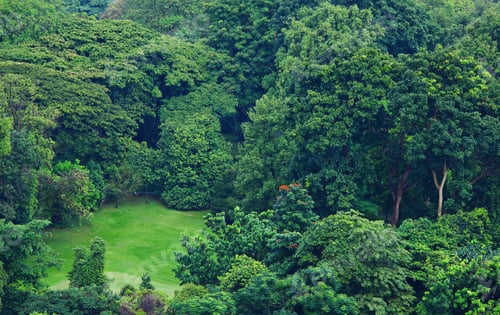 Preview: Green forest from top view