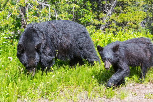 Preview: Black bear