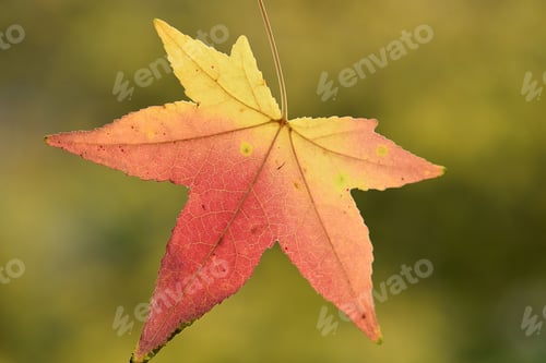 Preview: Nice leaf with autumn colors isolated in natural green environment