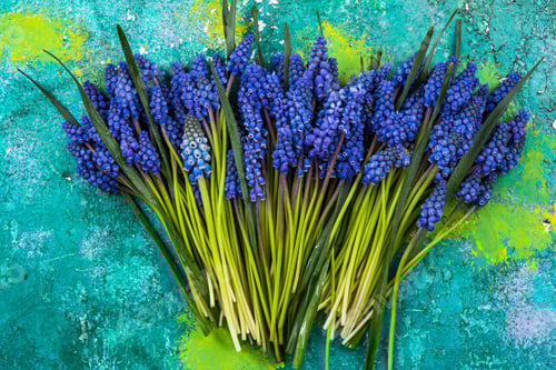Preview: Bunch of fresh cut hyacinth flowers on colorful background