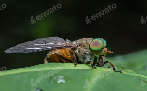 Preview: Macro shot of a dark giant horsefly insect on a green leaf outdoors