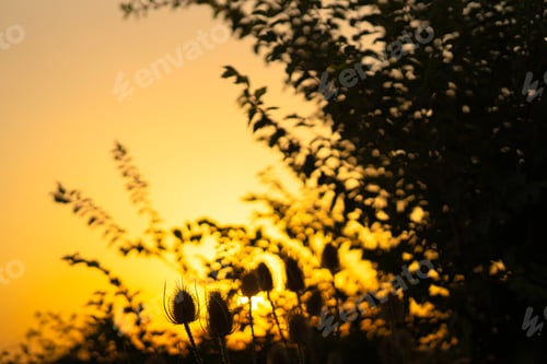 Preview: Silhouettes of thistles in a beautiful sunset in the field