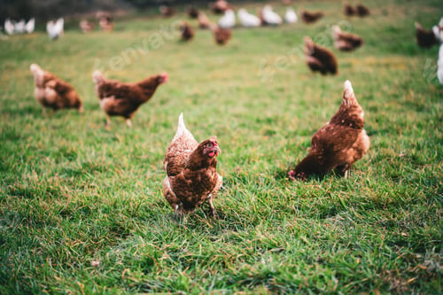 Preview: Beautiful shot of chickens on the grass in the farm on a sunny day