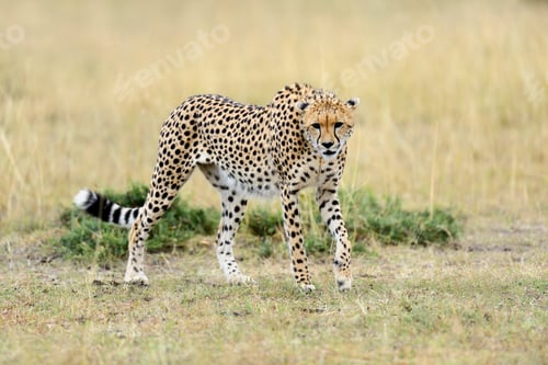 Preview: Cheetah