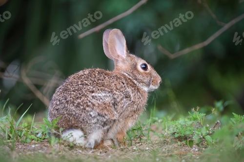 Preview: Grey small hare eating grass on summer field. Wild rabbit in nature