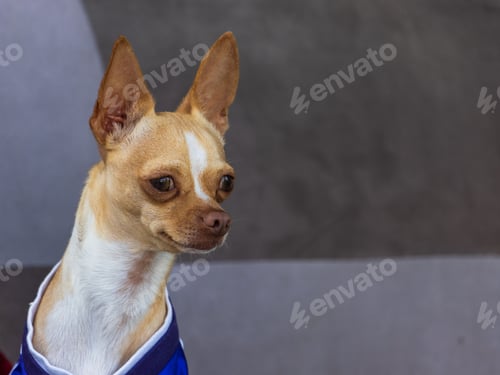 Preview: Adorable chihuahua wearing a blue sweater stands on the sidewalk