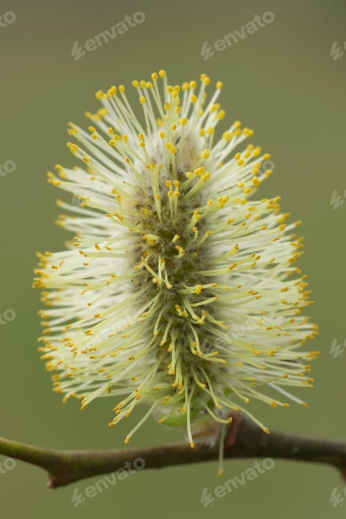 Preview: Closeup on a pollen loaded male yellow flower catkin of Goat willow, Salix caprea
