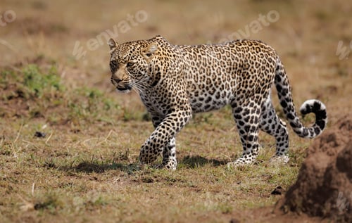 Preview: A Leopard in Africa