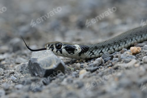 Preview: Close-up shot of a grass snake on the rocks
