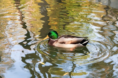 Preview: The duck swims on the water in the pond in autumn.