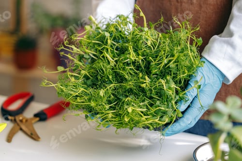 Preview: Microgreen sprouts healthy food growing for sale