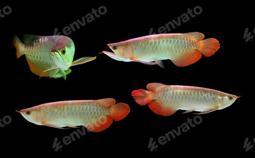 Preview: Asian Arowana fish on black background