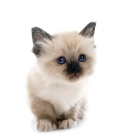 Preview: birman kitten in studio