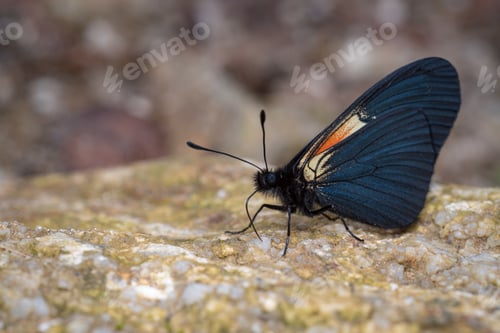 Preview: Butterfly searching for minerals to feed on a rock