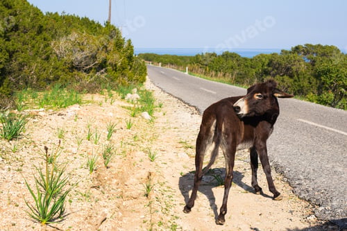 Preview: funny wild donkey