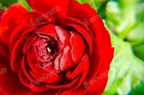 Preview: Red Ranunculus Asiaticus, Closeup. Macro Flowers, selective focus. Persian buttercup.
