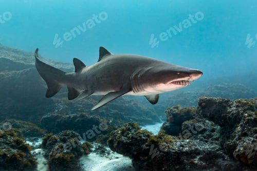 Preview: Ragged Tooth or Sand Tiger Shark (Carcharias Taurus) cruising reefs, Aliwal Shoal, South Africa