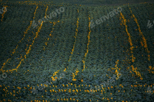 Preview: Sunflower fields before the rain.