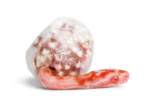 Preview: Corn snake hatching, Pantherophis guttatus, also know as red rat snake