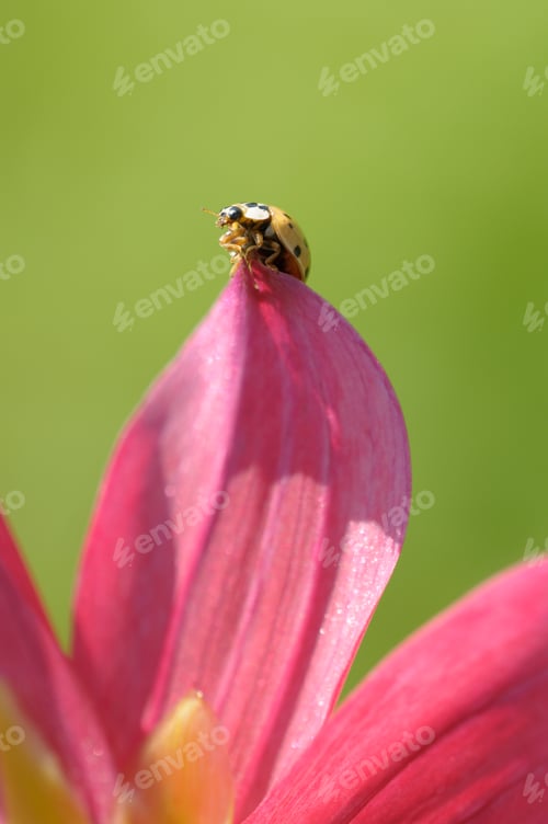 Preview: Yellow Ladybug on Petal