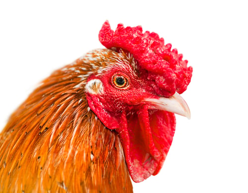 Preview: Red hen portrait isolated on white background.