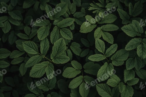 Preview: Dark green foliage summer background, green leaves pattern