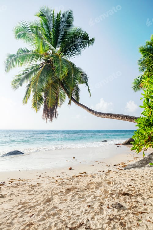 Preview: Tropical beach with palm trees
