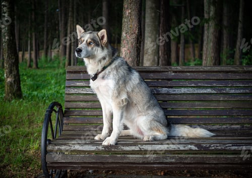 Preview: cute Siberian dog, sitting on a park bench.