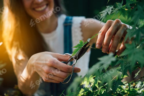 Preview: Woman who works with the bonsai