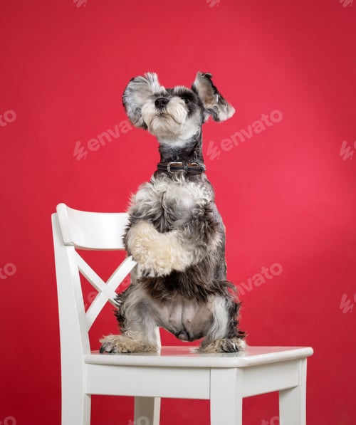 Preview: Miniature schnauzer dog stands on its hind legs on chair