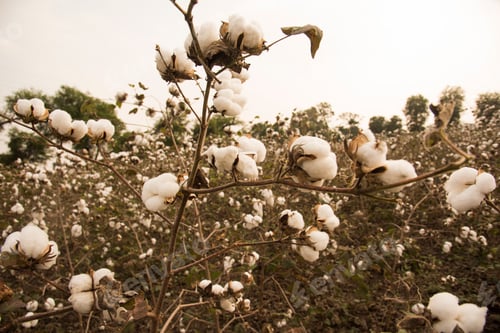Preview: Cotton field white with ripe cotton ready for harvesting, India