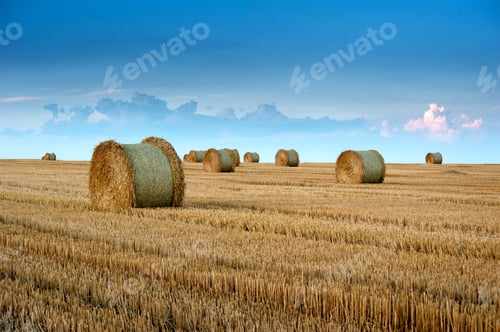 Preview: straw rolls on the stubble of harvested wheat field