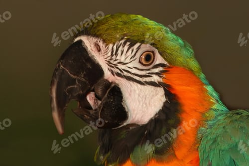 Preview: bird, parrot, Scarlet, Macaw