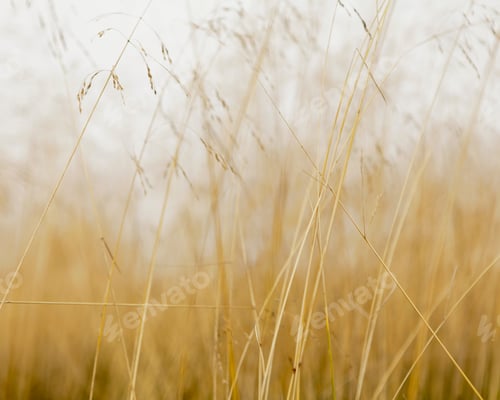 Preview: Close up of sea grasses on Long Beach Peninsula, in Washingtn state.
