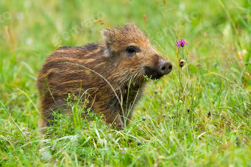 Preview: Beautiful wild boar piglet sniffing with a snout on meadow in spring